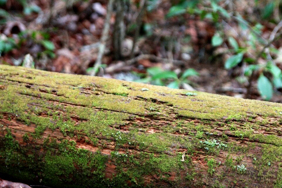 Leaf tree moss photo