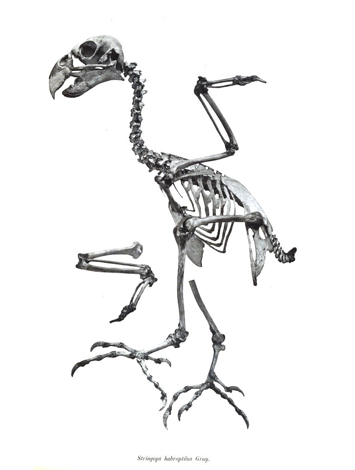Stringops habroptilus 17