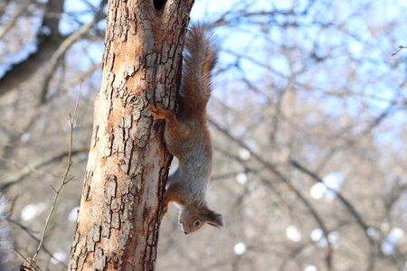 Wood winter squirrel photo