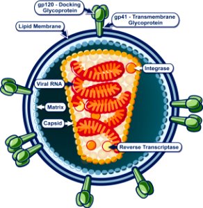Structure of HIV photo