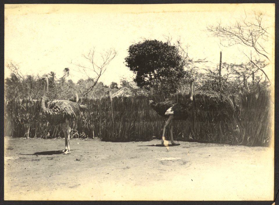Struisvogelpark Albertina, Plantage Choloma, Montaña, Curaçao - BNA-DIG-HARTOG-ALBUM-CURACAO-020