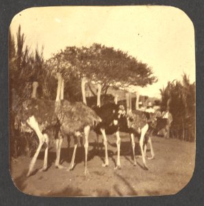Struisvogelpark Albertina, Plantage Choloma, Montaña, Curaçao - BNA-DIG-HARTOG-ALBUM-CURACAO-050