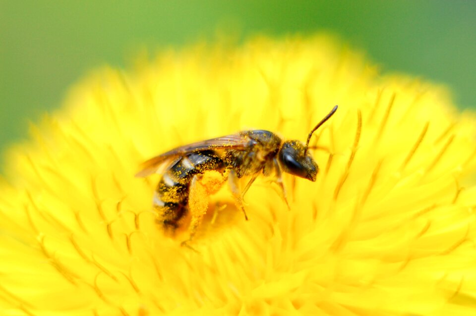 Bee outdoors animals