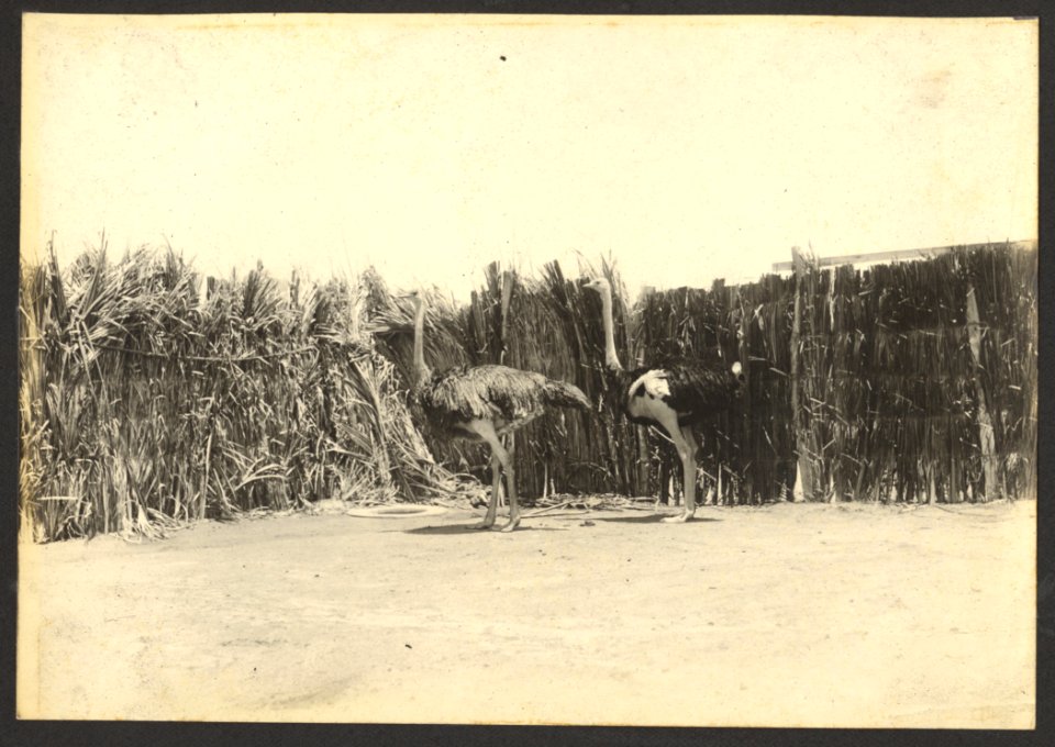 Struisvogelpark Albertina, Plantage Choloma, Montaña, Curaçao - BNA-DIG-HARTOG-ALBUM-CURACAO-018