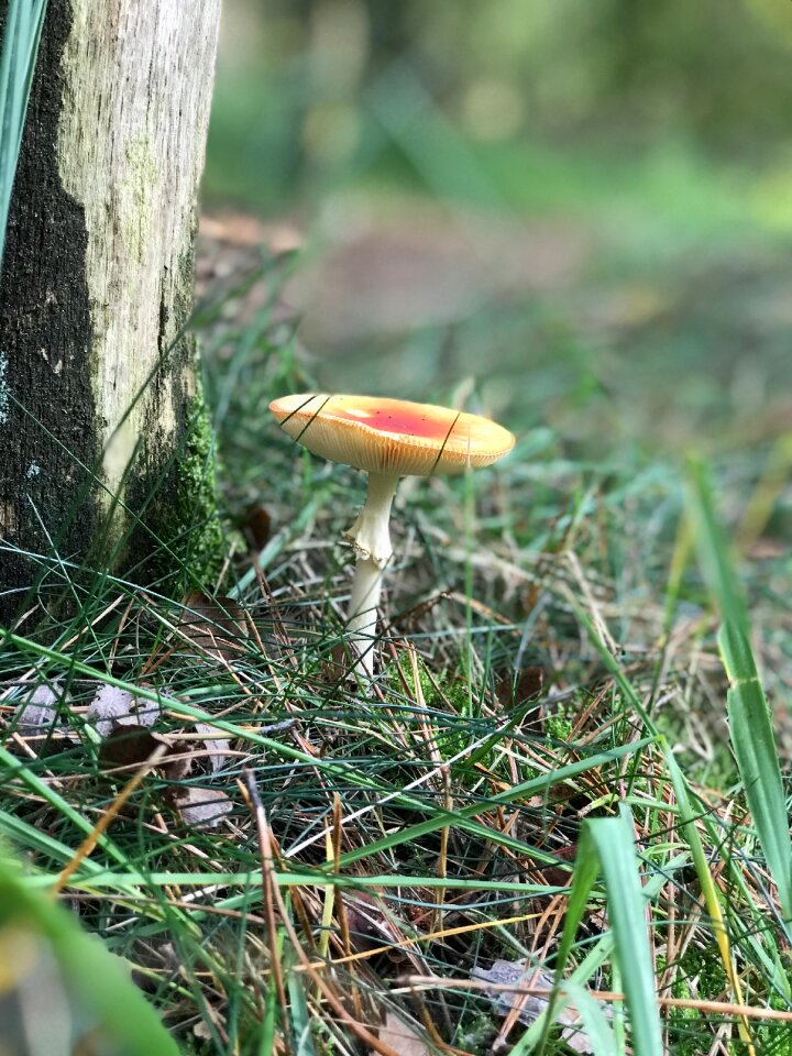 Mushrooms nature netherlands