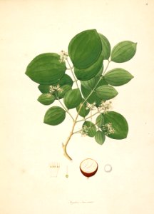 Strychnos nux-vomica CoromandelCoast 1-004