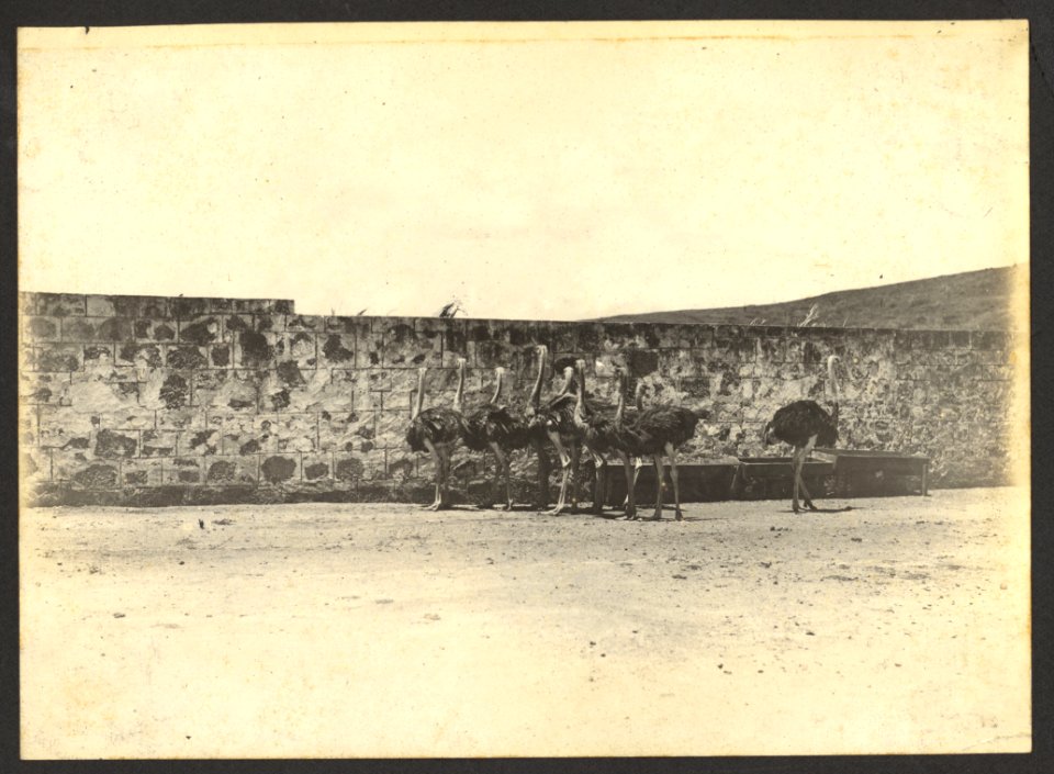 Struisvogelpark Albertina, Plantage Choloma, Montaña, Curaçao - BNA-DIG-HARTOG-ALBUM-CURACAO-019