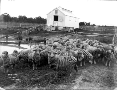 Stud ewes from The Powerhouse Museum Collection photo