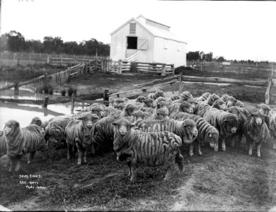 Stud ewes from The Powerhouse Museum Collection