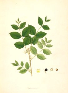 Strychnos potatorum CoromandelCoast 1-005