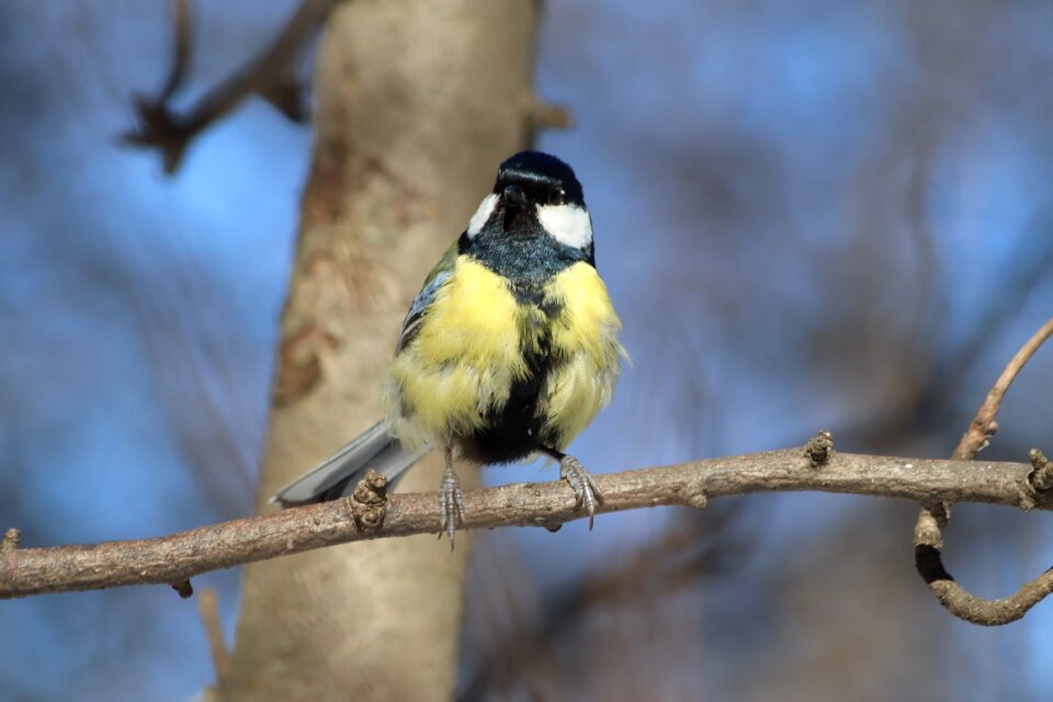 Animals outdoors wild