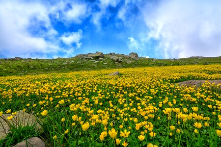 Flower chan grass