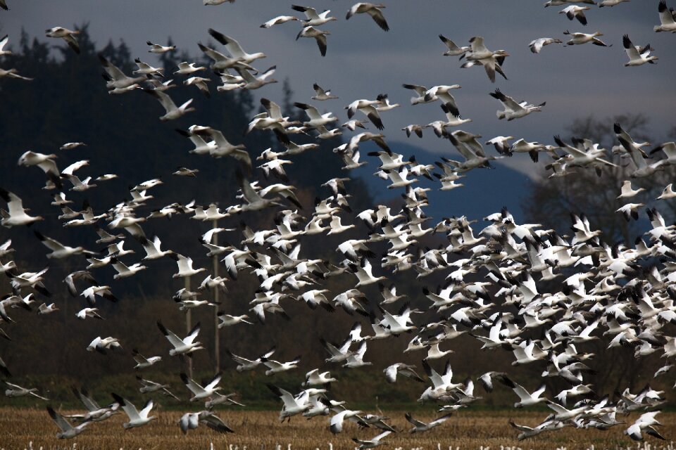 Nature migrate flying