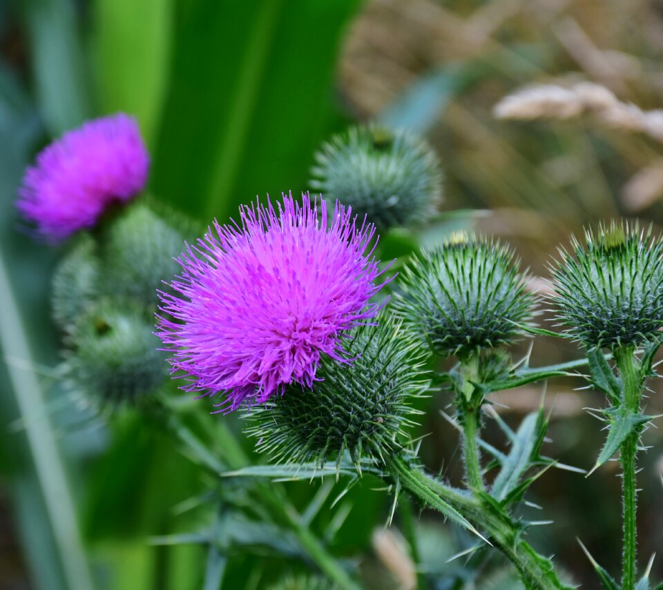 Violet pappus flower coronary