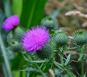 Violet pappus flower coronary