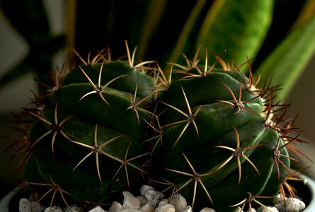 Cactus spiky natural