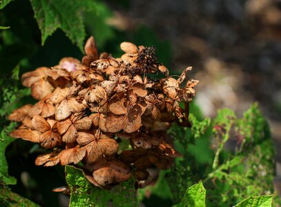 Plant brown autumn