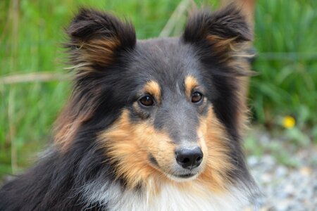 Brown eyes ears color tri-color