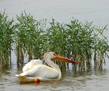 Wild bird-watching wildlife-photography