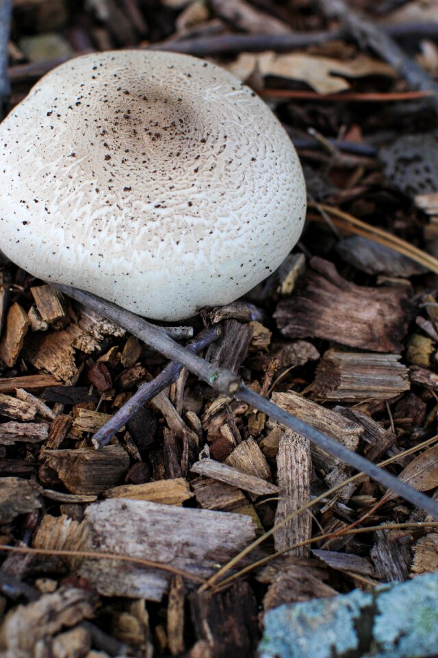 Fungi fungus autumn