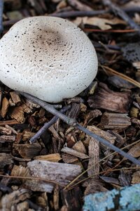 Fungi fungus autumn photo