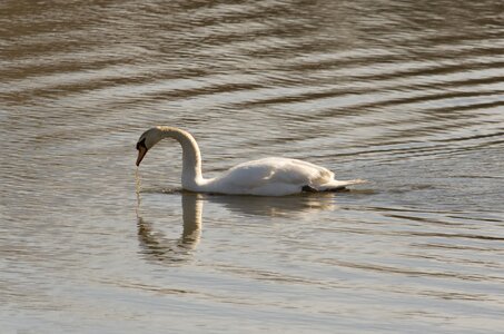 Nature wildlife swan