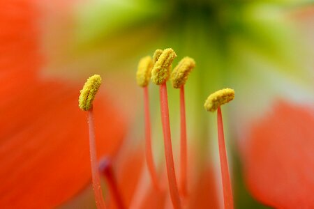 Flower closeup nature photo