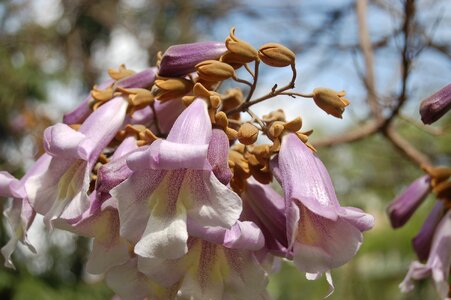 Garden bloom the tree of the princess