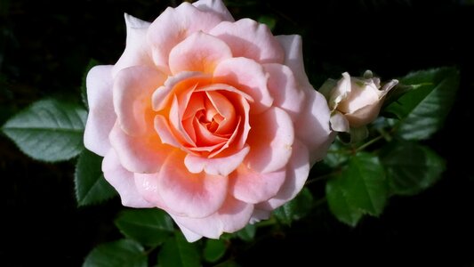 Fragrant garden plant