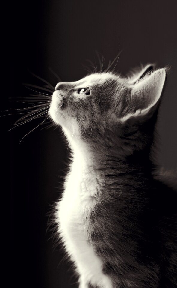 Cat nature eye