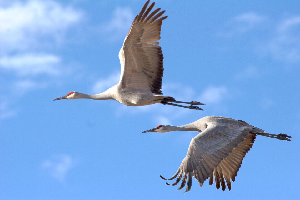 Crane flying nature