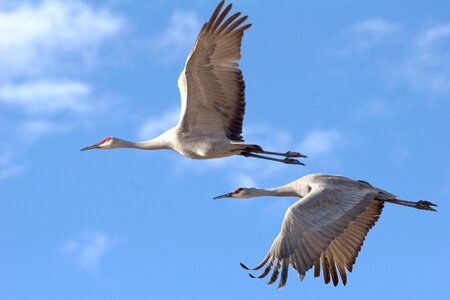 Crane flying nature photo
