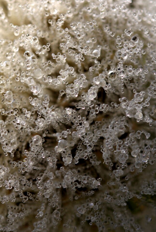 Dew plant water