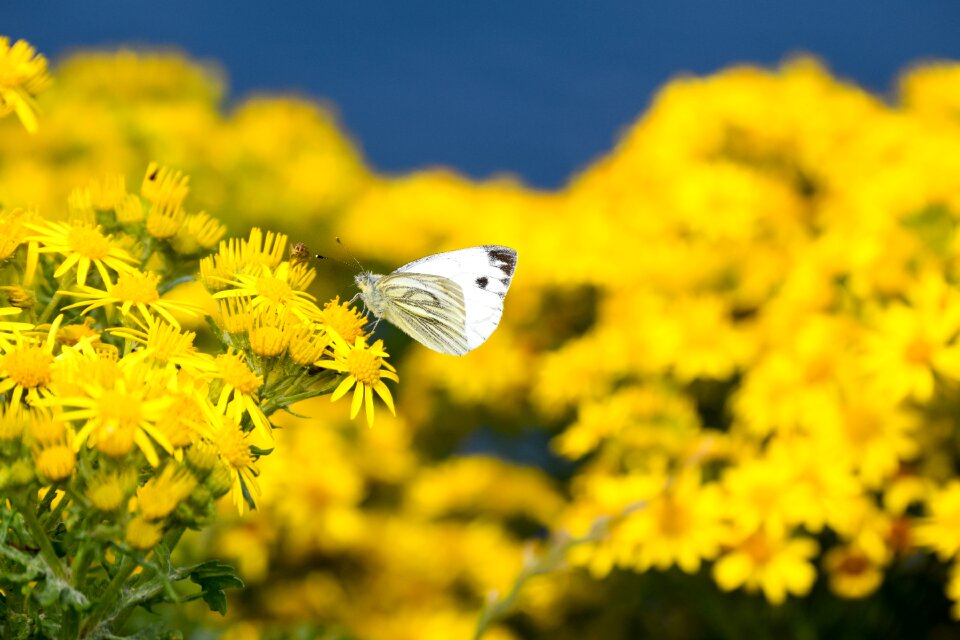 Yellow blue summer