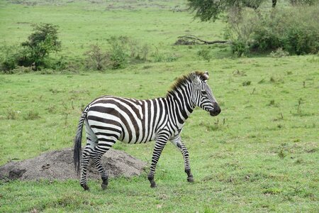Wildlife nature zebra photo