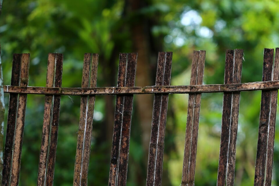 Nature barbed wire green wood photo