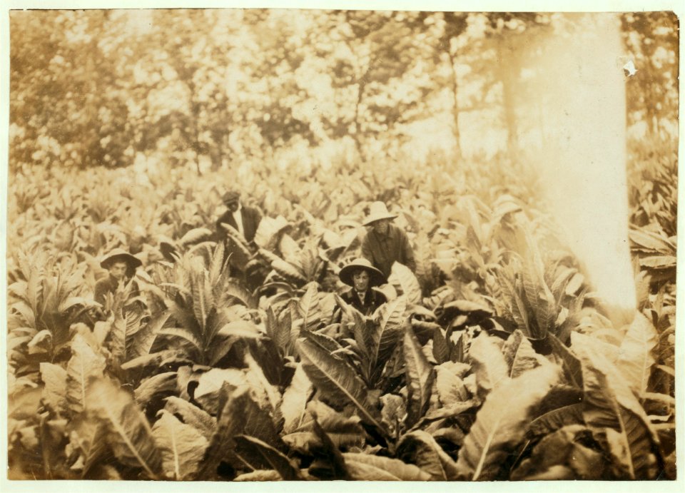 Suckering tobacco on Lowe farm. Lewis W. Hine. See 4485. LOC nclc.00529