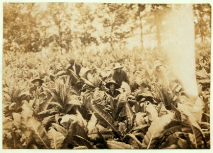 Suckering tobacco on Lowe farm. Lewis W. Hine. See 4485. LOC nclc.00529