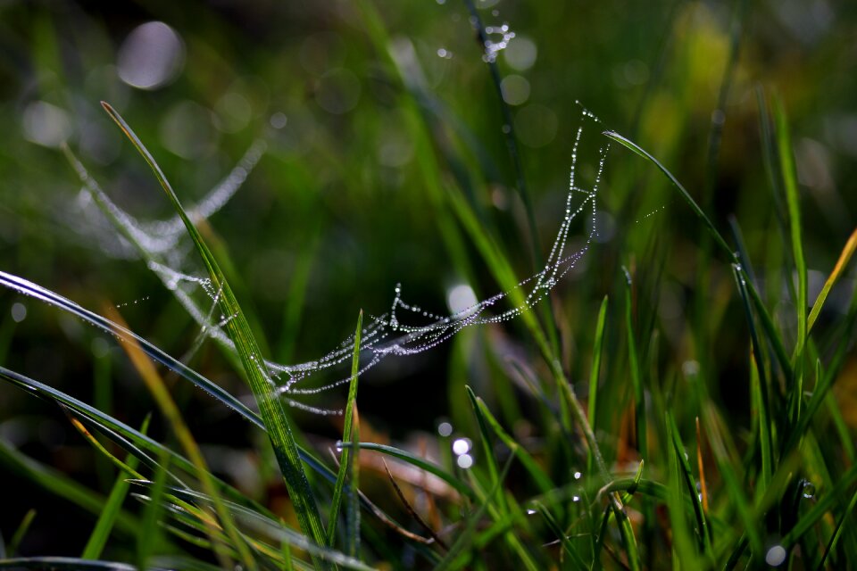 Drops green bokeh