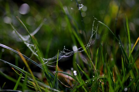 Drops green bokeh