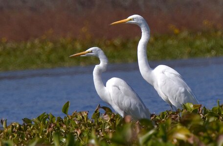 Wildlife nature egret