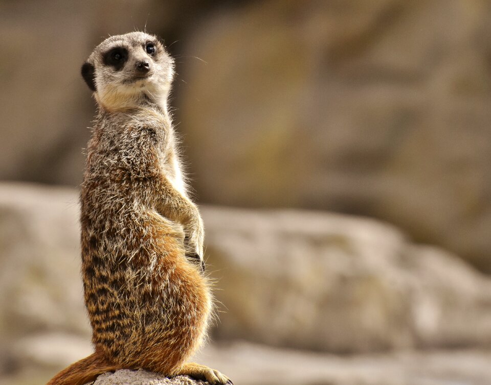 Zoo tiergarten small
