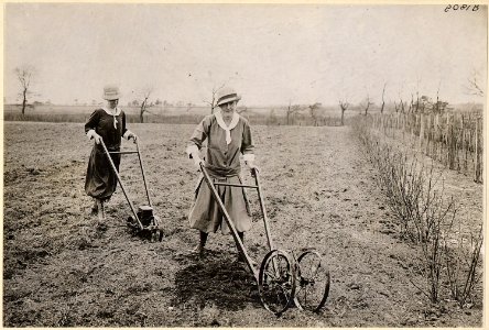Suffrage farmerettes. Mrs. Ruth Litt of East Patchoque, New York at work producing . . . - NARA - 533775