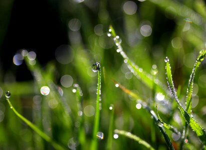 Drops green bokeh
