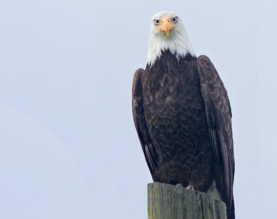 Nature eagle majestic photo