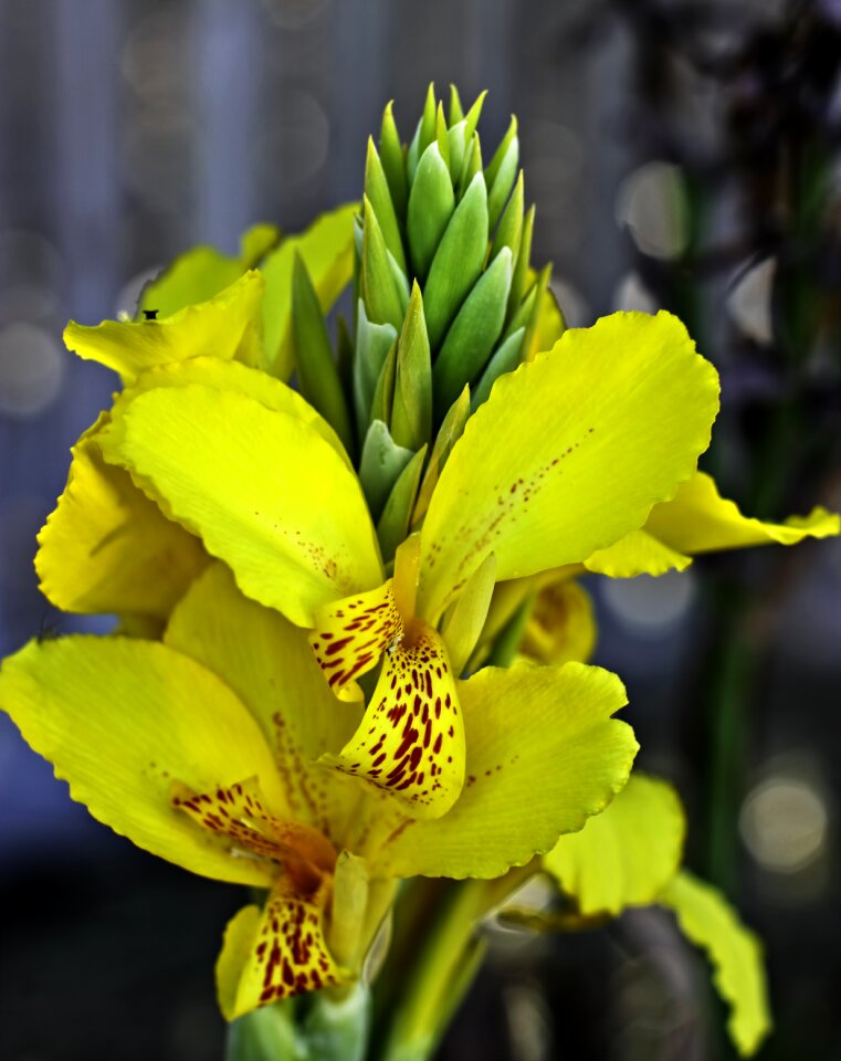 Flower gardens yellow orchard flowers