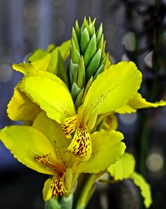 Flower gardens yellow orchard flowers