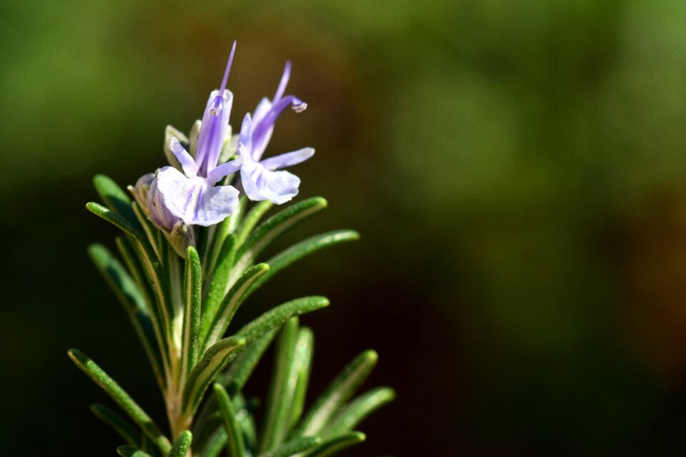 Fragrance smell culinary herbs photo