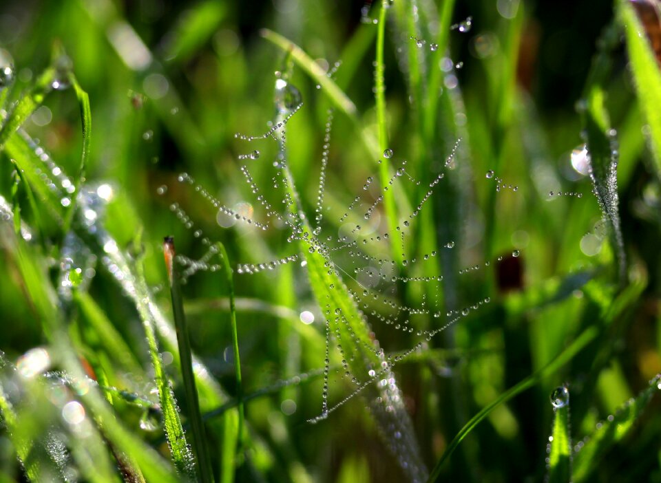 Drops green bokeh