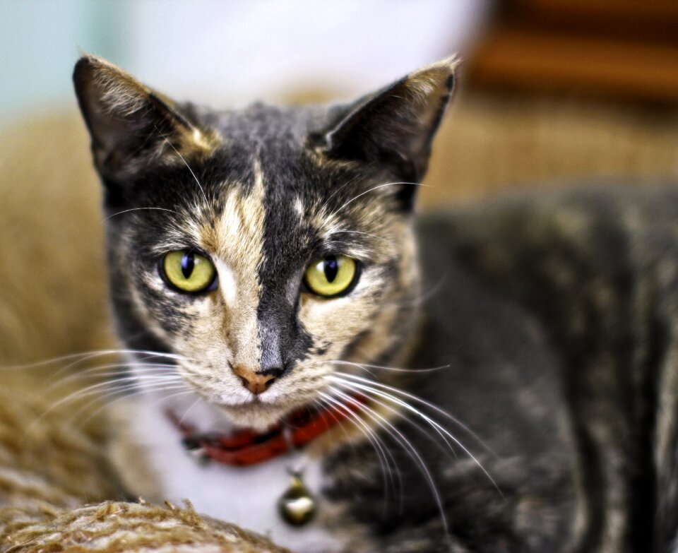 Domestic cat family pet townsville cat